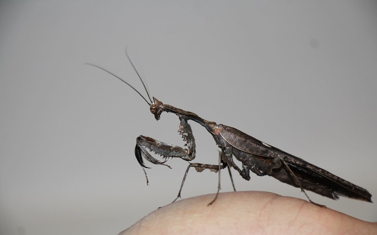 Parasphendale kuhlii asiatica.