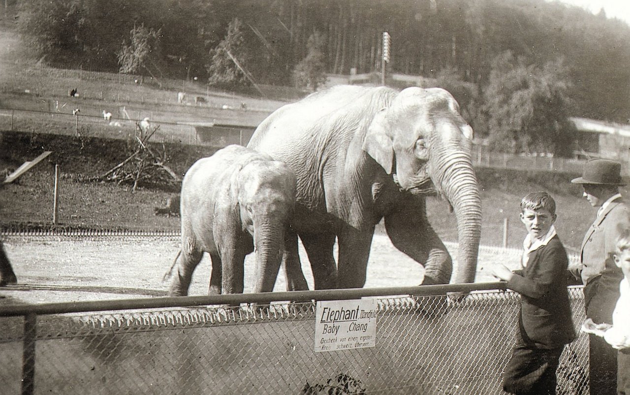 Die Elefantenmutter Mandjullah und ihr Baby Chang in der Elefantenanlage des Zoo Zürichs 1929 in der Zwischenkriegszeit.