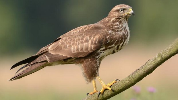 Maeusebussard