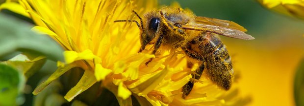 Biene voller Pollen auf Löwenzahn