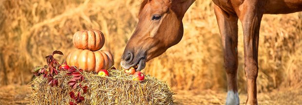 Pferd isst Äpfel und Kürbis