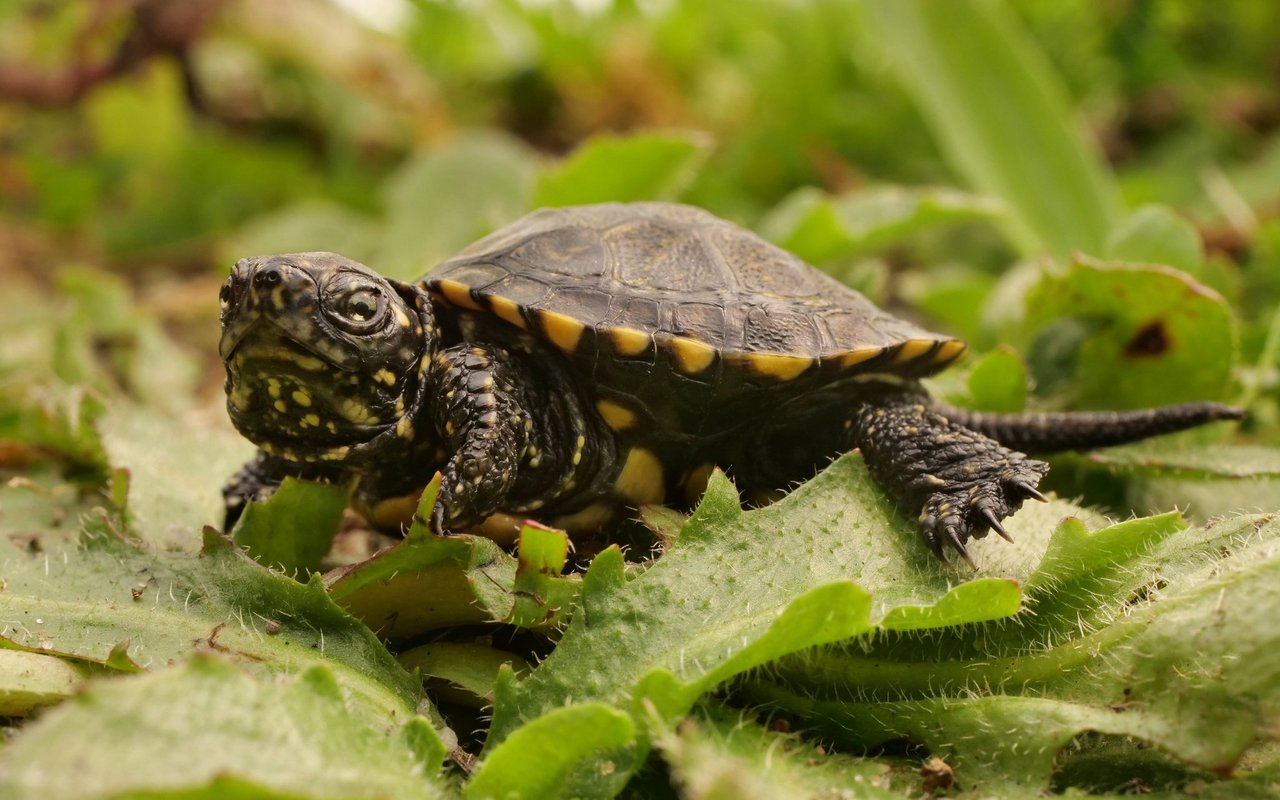 Das Geschlecht von jungen Schildkröten wird durch die Temperatur des Eies bestimmt. 