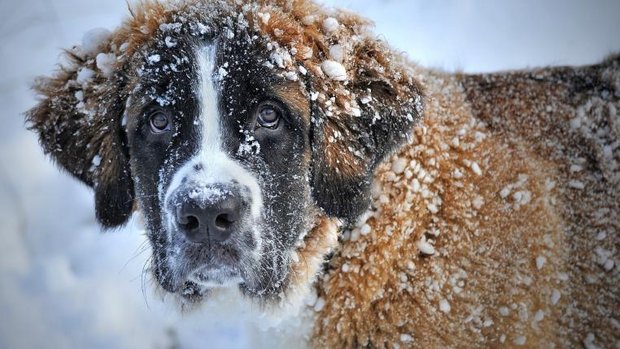 Hund schnee