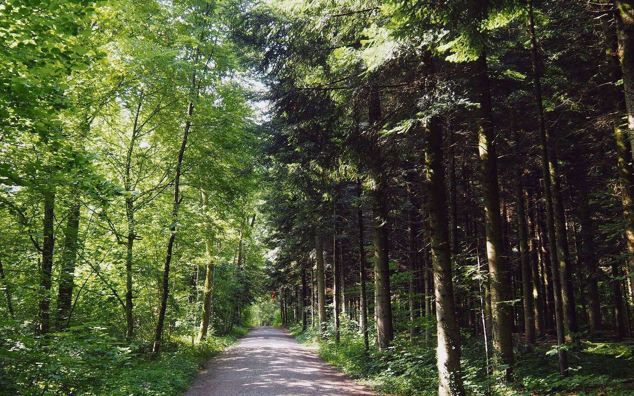 Das Waldlabor am Hönggerberg zeigt den Wald in all seinen Facetten. So präsentiert er sich etwa auf den beiden Seiten dieses Wegs auf zwei ganz andere Weisen.