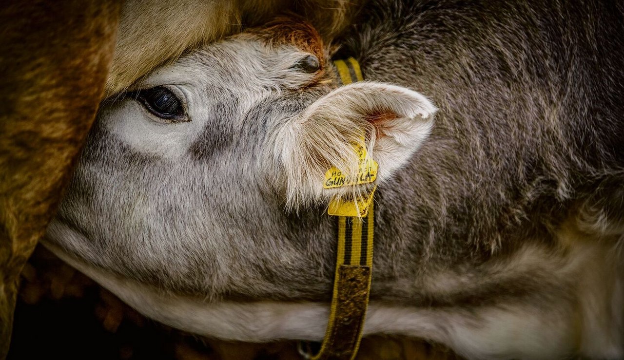 Vor dem Shooting findet ein Gespräch mit den Tierbesitzern statt, um herauszufinden, welche Vierbeiner sich am besten für das Fotoprojekt eignen.