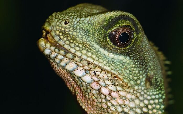 Die Grüne Wasseragame braucht ein Wasserbassin in ihrem Terrarium. 