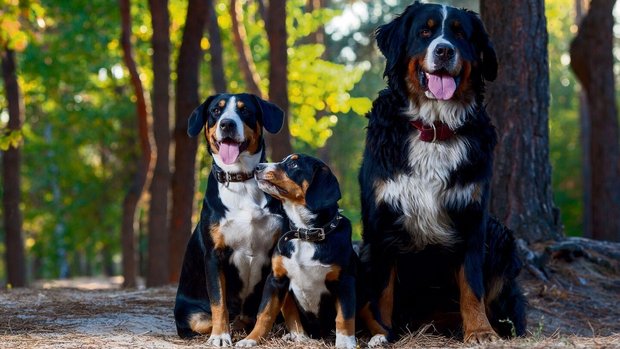 Ein Entlebucher (links) mit einem Welpen und ein Berner Sennenhund im Wald.