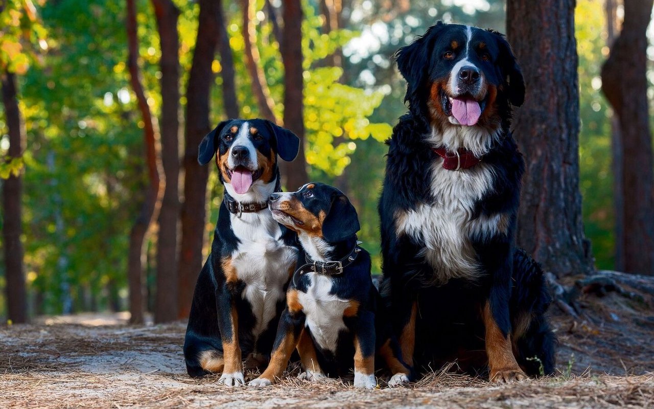 Ein Entlebucher (links) mit einem Welpen und ein Berner Sennenhund im Wald.