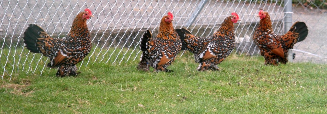 Die Krährufe dieser porzellanfarbigen Zwerghähne stören viele Nachbarn.