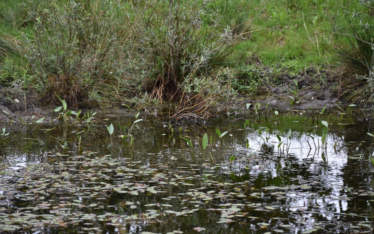 Das Bösimoos bietet Lebensraum für viele Arten.