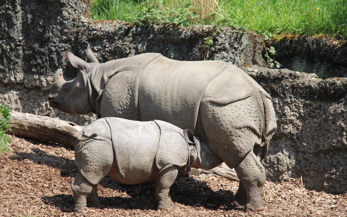 Die Indischen Panzernashörner im Zoo Basel pflanzen sich seit vielen Jahrzehnten erfolgreich fort. 