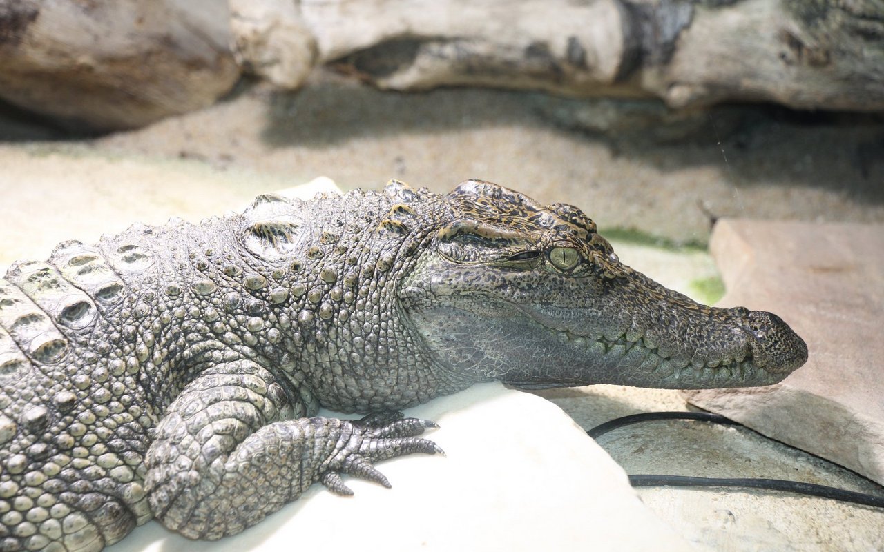 Eine Nachzucht des seltenen Siam-Krokodils.