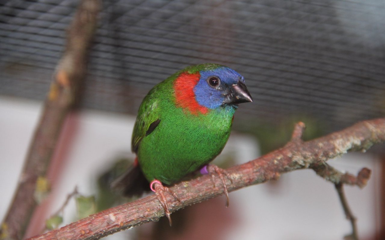 Coloria Papageiamadinen sind zutrauliche Pfleglinge.