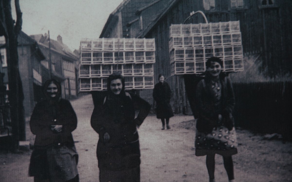 Die Harzer Roller wurden alle in Kleinkäfigen auf einem Reff am Rücken getragen, um sie zum Händler zu transportieren. 