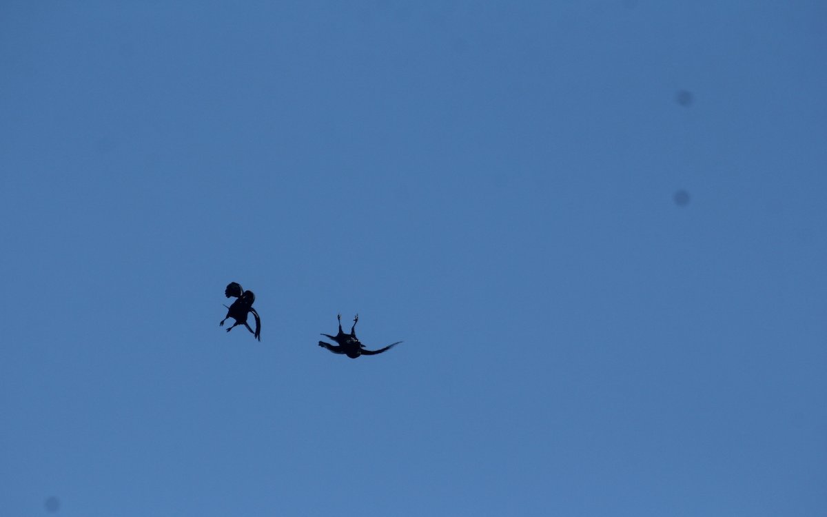 Kolkrabenpaar spielt miteinander im Flug, wobei ein Vogel auf dem Rücken liegend weiter im starken Wind durch den Himmel schiesst. 