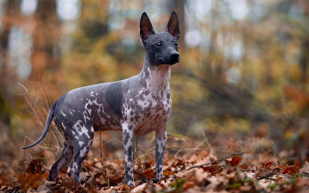 American Hairless Terrier 