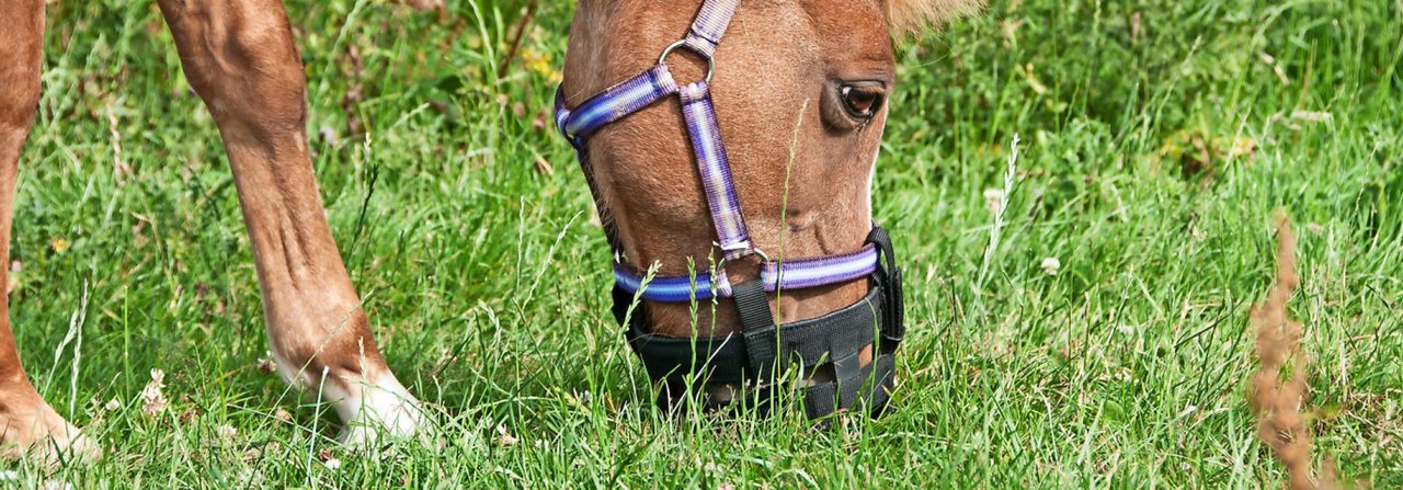 Weidemaulkörbe sind nicht nur optisch, sondern auch für Pferde gewöhnungs­bedürftig.