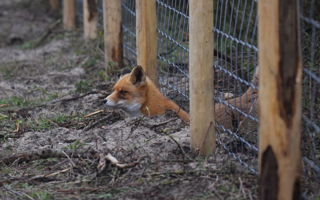 Ein Fuchs ist hartnäckig und kann einen schlecht installierten Zaun leicht untergraben.