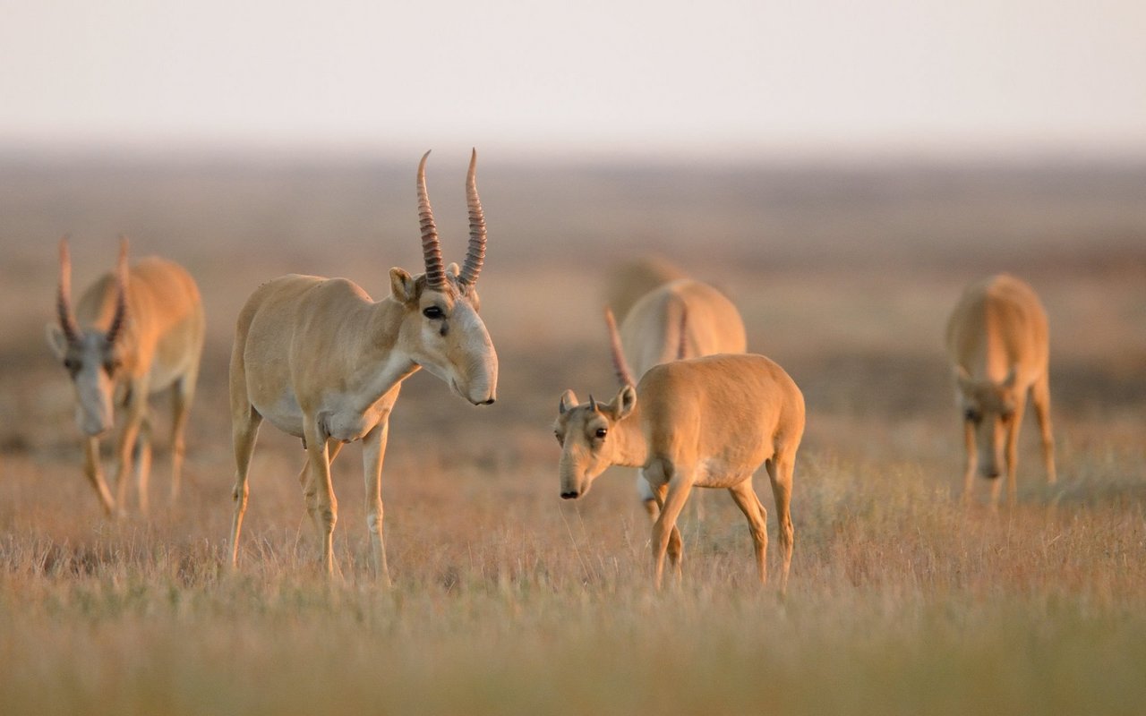 Auch Saiga-Antilopen wurden von Klaus Nigge fotografiert. 