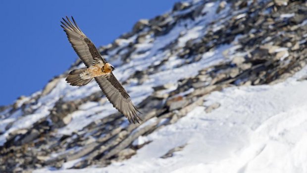 Bartgeier fliegt vor Schweizer Alpen