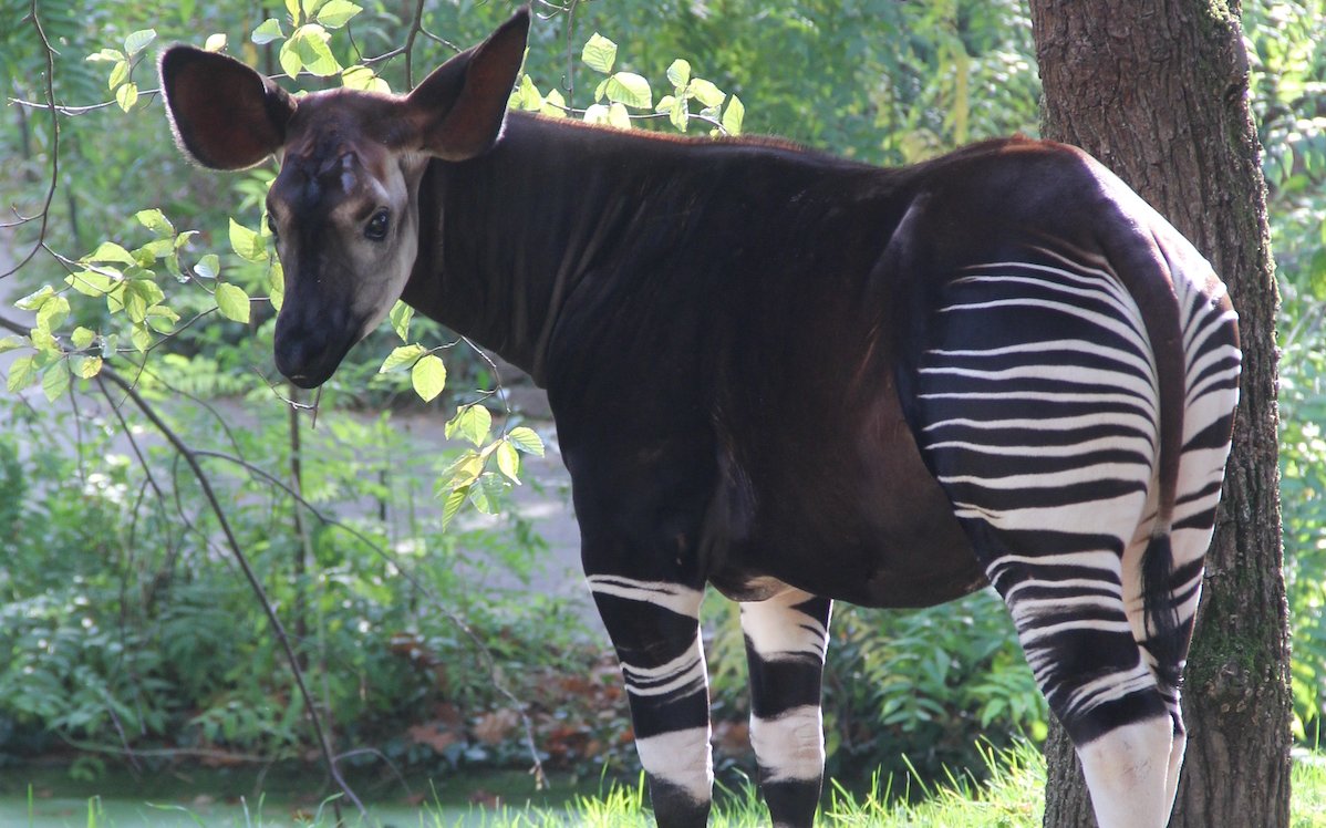 Die Zootierliste zeigt nicht nur an, wo das Okay derzeit gehalten wird, sondern beleuchtet auch alle ehemaligen Haltungen. 