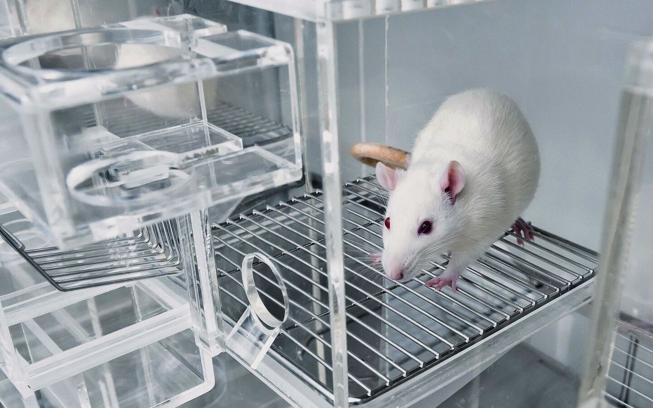 Wegen ihrer Neugierde und Zutraulichkeit, aber auch der Ähnlichkeit zum Menschen sind Ratten beliebte Labortiere.