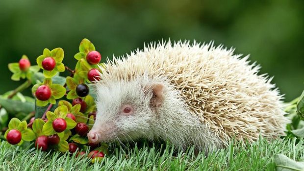 Albino-Igel