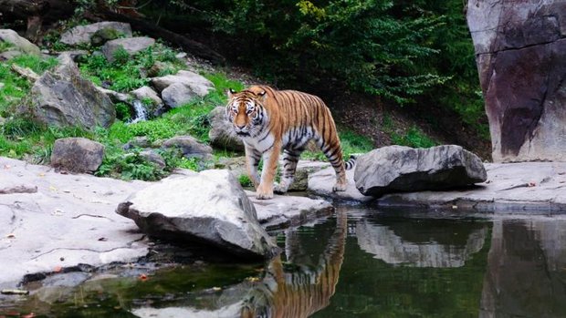 Tiger im Zoo Zürich