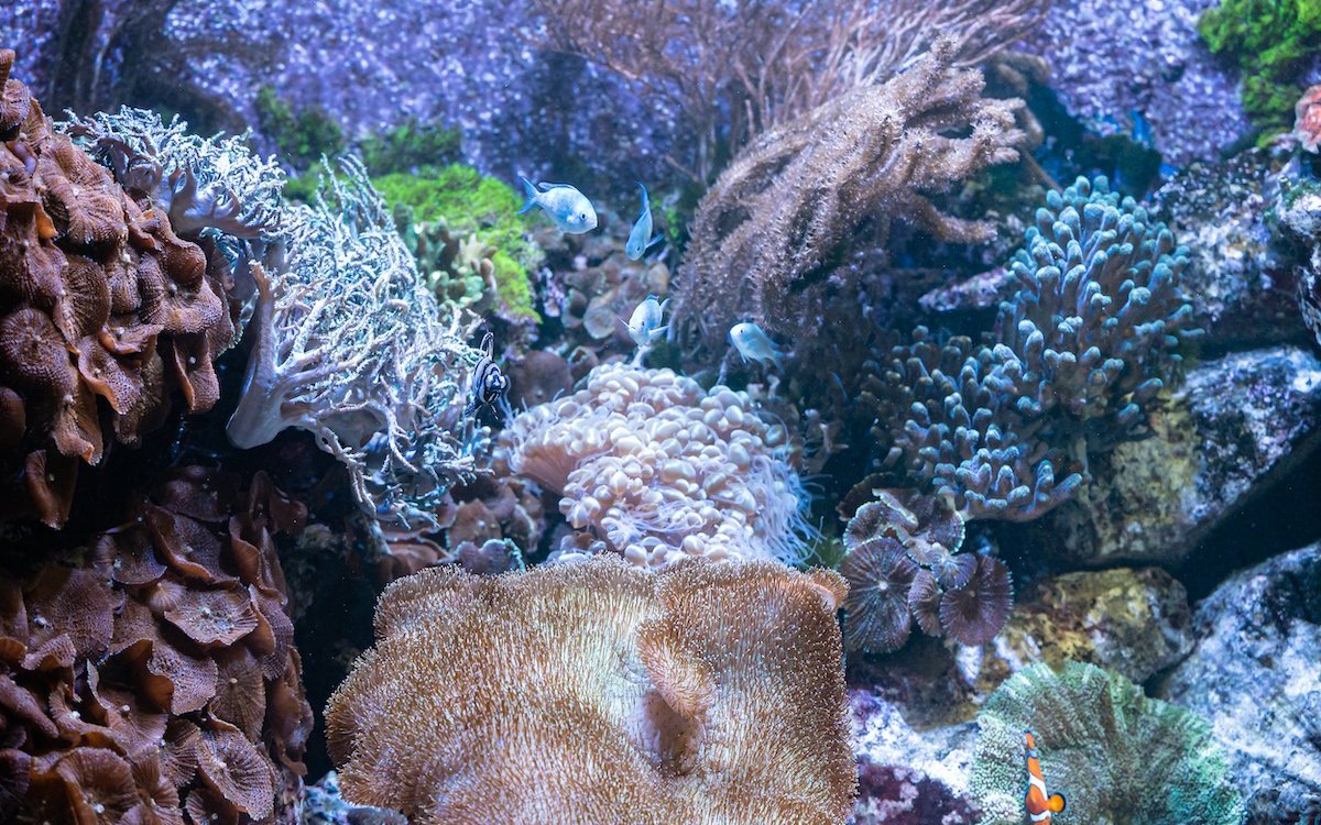 Der Basler Zoo gewährt Besucherinnen und Besuchern in Aquarien einen Blick ins Korallenriff und schützt diesen Lebensraum auch vor Ort, zum Beispiel in Sansibar. 