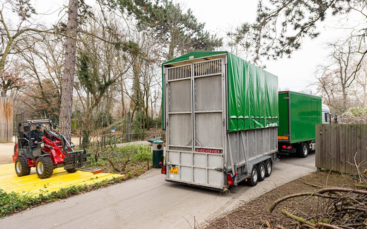 Ein Giraffen-Transport bringt etwas mehr Herausforderungen. 