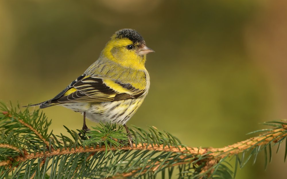 Erlenzeisige fliegen schwarzweise in Baumkronen ein, um Samen aus Zäpfchen zu klauben. 