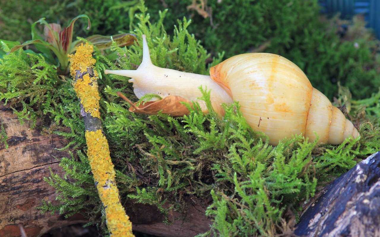 Unter den Achatschnecken gibt es verschiedene gezüchtete Farbvarianten, wie den Albino.