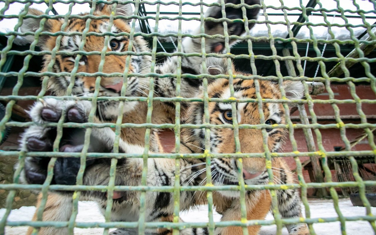 In den USA leben schätzungsweise 4.500 Grosskatzen in Gefangenschaft.