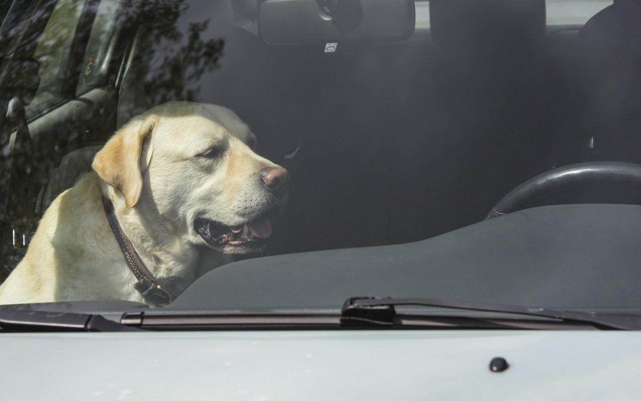 Milde 20 Grad Aussentemperatur täuschen darüber hinweg, dass die Wärme im Innern des Autos deutlich höher ist.