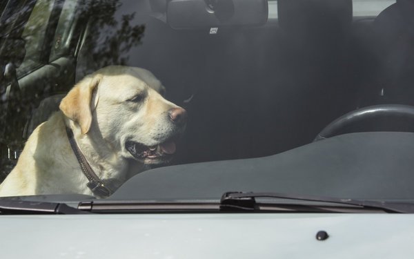 Warum Autos im Sommer für Hunde sehr gefährlich sind tierwelt.ch