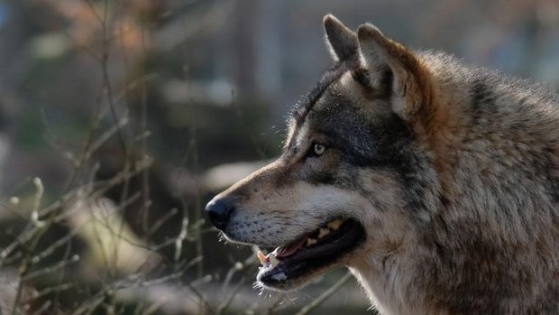 Kopf eines Wolfes von der Seite