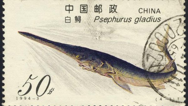 Erste Art des Jahres ausgestorben - tierwelt.ch | TierWelt