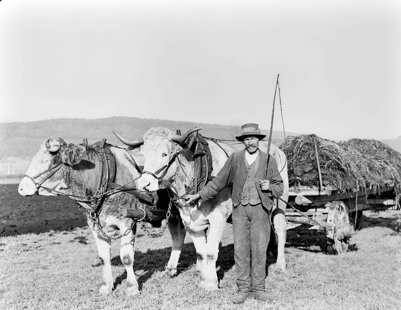Fund aus dem Jahr 1928: Ochsen vor einem Wagen.