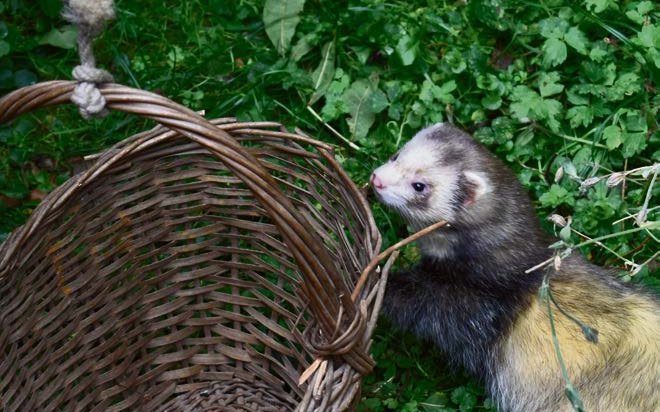 Körbe, Kisten oder Pflanzen dienen Frettchen als Beschäftigungsmöglichkeit. Alles, was in ihrem Gehege ist, wird von den Tieren untersucht – daher muss es auch «frettchen-sicher» sein.