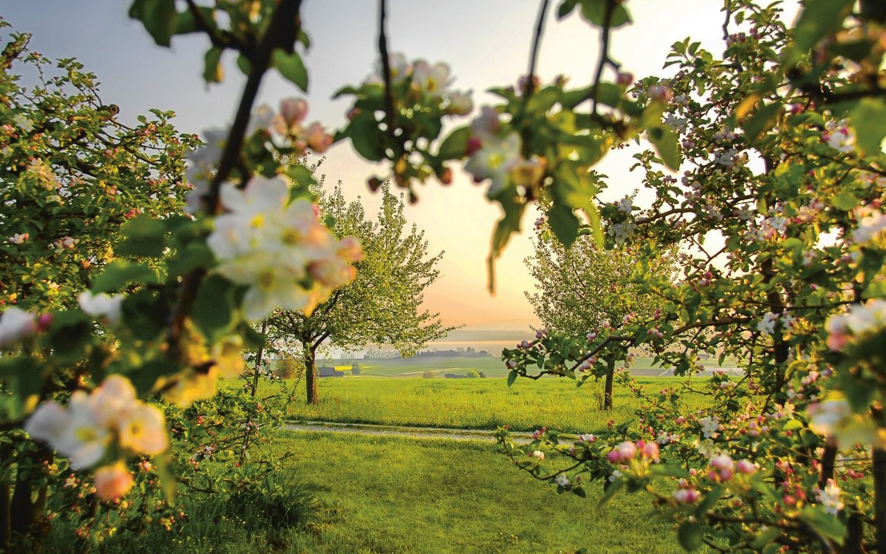 Im Thurgau gibt es im Frühling eine wahre Blütenpracht zu bestaunen.