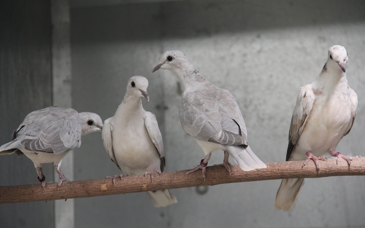 Von Lachtauben gibt es verschiedene Farbformen. Hier eine ganze Familie. 