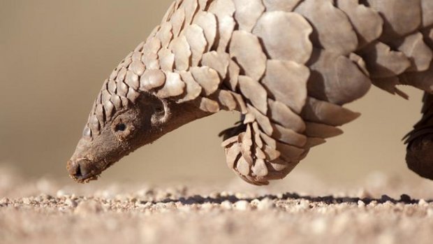 Schuppentier Pangolin Coronavirus-verantwortlich?