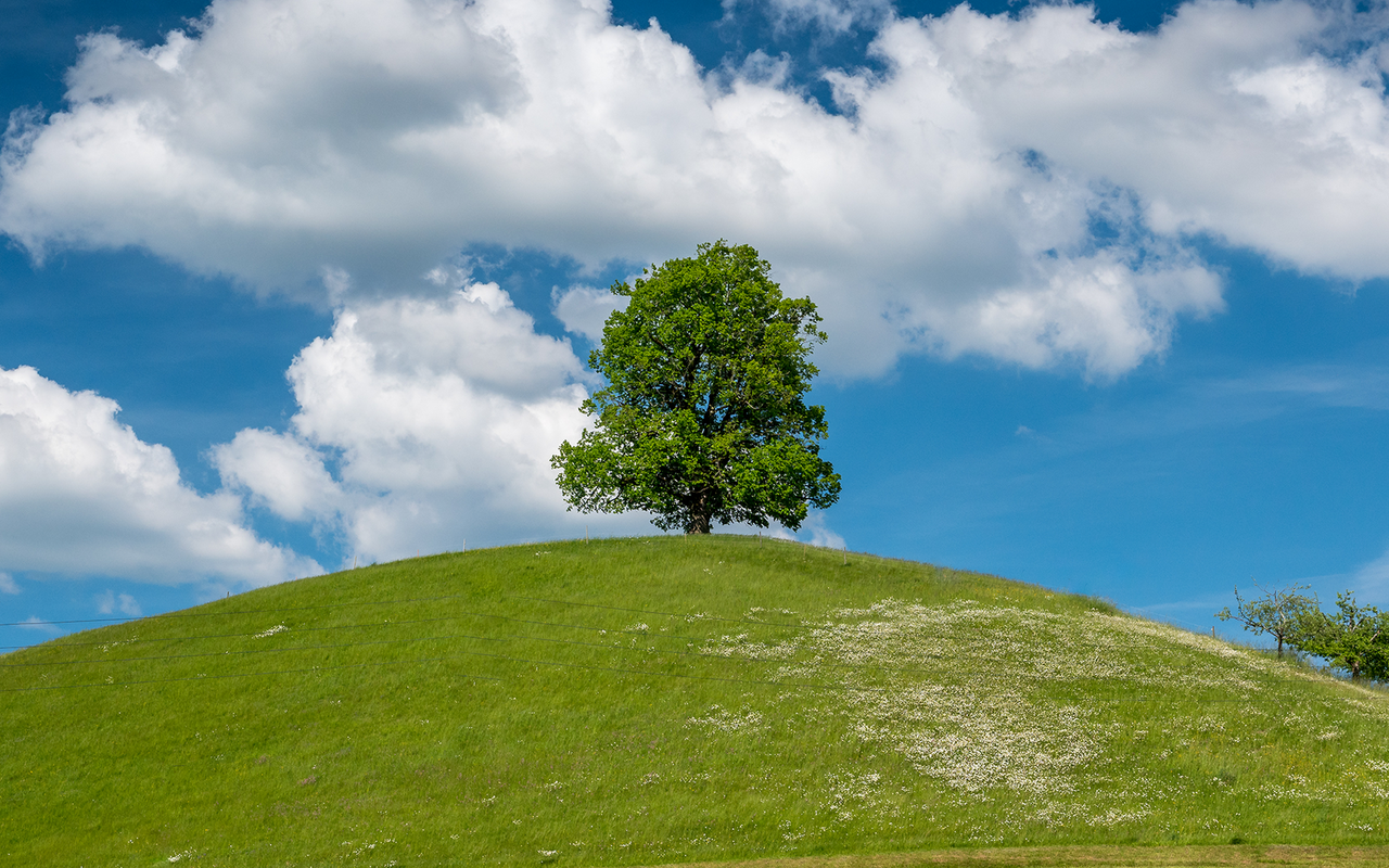 Bäume sind Meister der Evolution, die uns lehren, im Einklang mit der Natur zu leben – eine bitter nötige Lektion für die Menschheit.