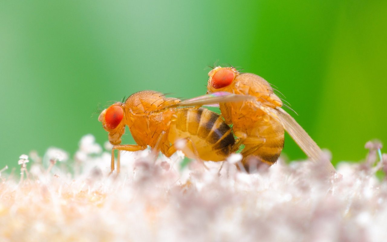 Die Stärke der Taufliege liegt in ihrer Vermehrungsrate. 