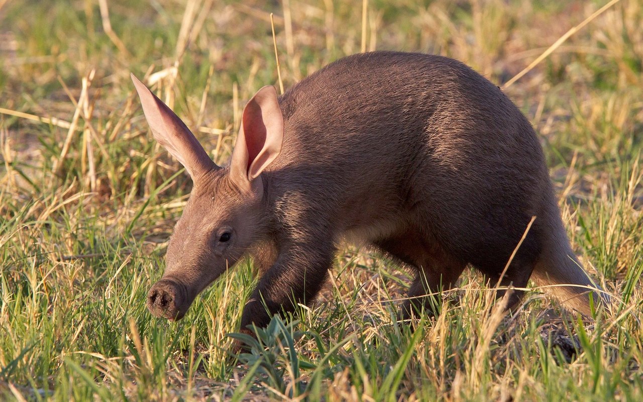 Erdferkel sind darauf spezialisiert, Ameisen und Termiten zu fressen.