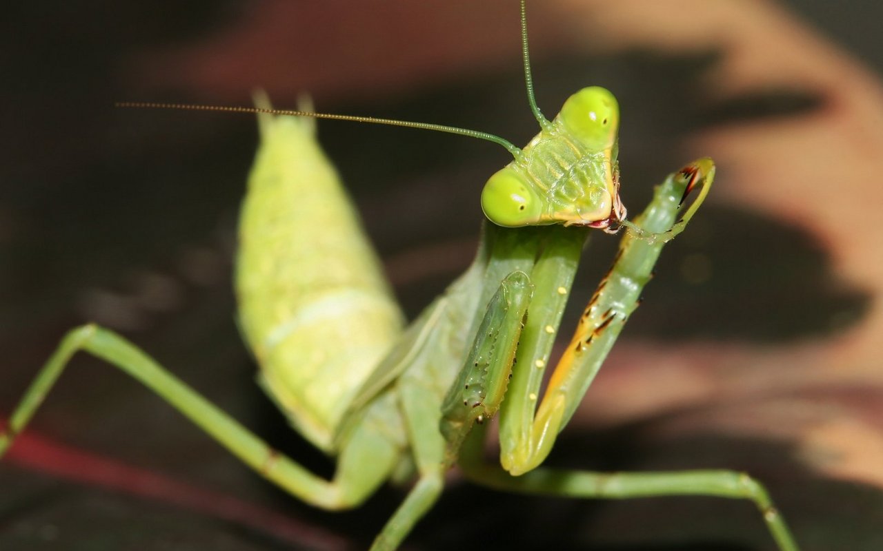 Die Haltung von Exoten boomt, gesetzlich geregelt ist sie jedoch kaum. 