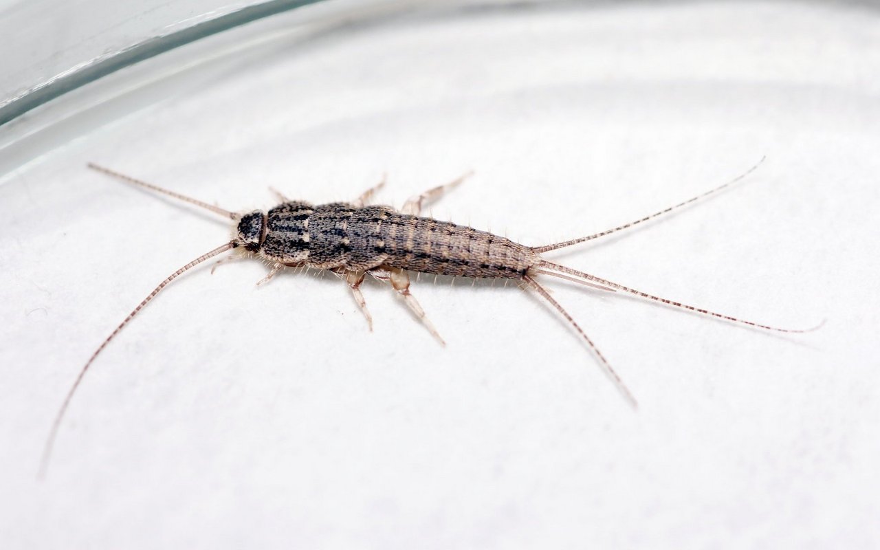 Ofenfischchen (Thermobia domestica)