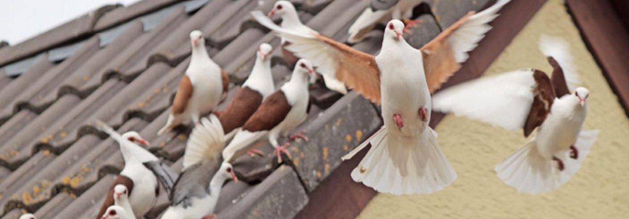 Tauben im Freiflug sind in der Regel weniger anfällig für Stress.