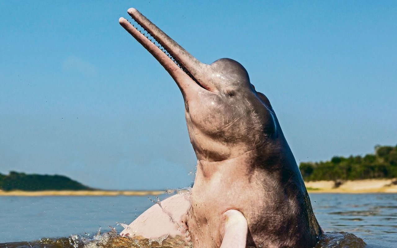 Amazonas-Flussdelfin, welcher in einem Bogen aus den trüben Fluten springt.