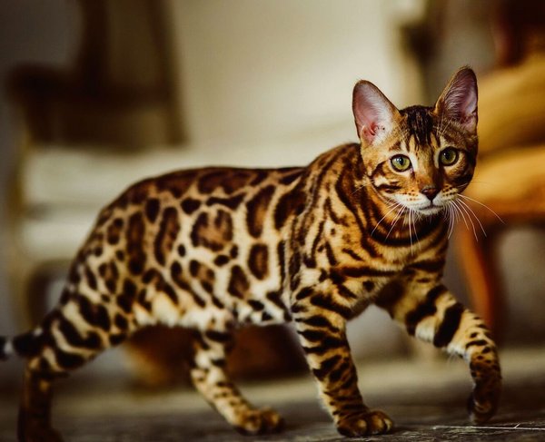 Bengalen tragen ein Stück Wildkatze in sich tierwelt.ch TierWelt